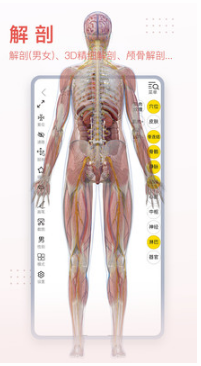 3Dbody解剖