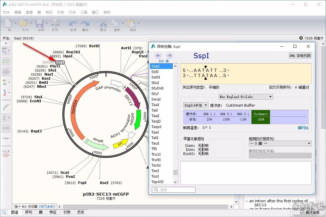 SnapGene 4.24-生物分析