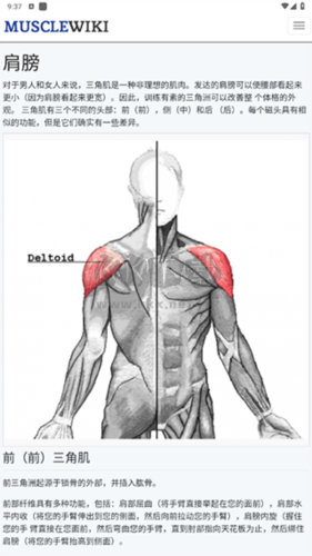 musclewiki官方版图片10