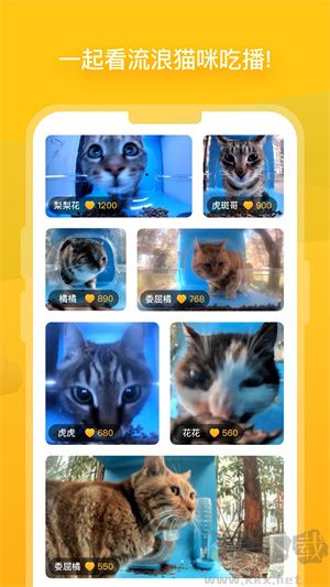 哈啰街猫流浪猫app安卓版