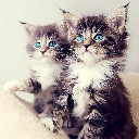 猫咪壁纸(Kittens Wallpapers) v1.0